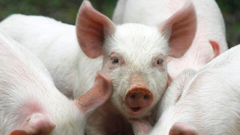 Nguồn cung thịt heo dịp Tết Nguyên đán 2021 sẽ dồi dào