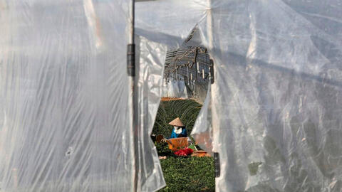 Lao động nhập cư phải đối mặt với điều kiện tồi tệ tại các trang trại của Hàn Quốc