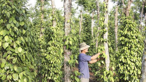 Giá tiêu trong nước tiếp tục đi ngang, thế giới đảo chiều tăng nhẹ