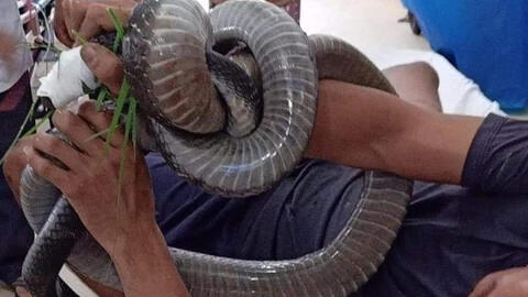 Một người ở Tây Ninh bị rắn hổ mang cắn, đem cả "thủ phạm" đến bệnh viện