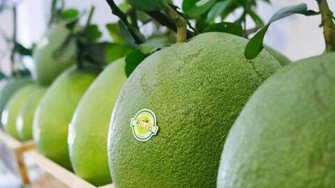 Để được nhập khẩu vào Hoa Kỳ, trái bưởi tươi của Việt Nam cần đáp ứng những tiêu chuẩn gì?