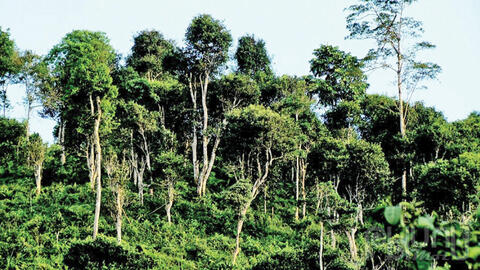 Rẽ mây thưởng trà miền biên ải…