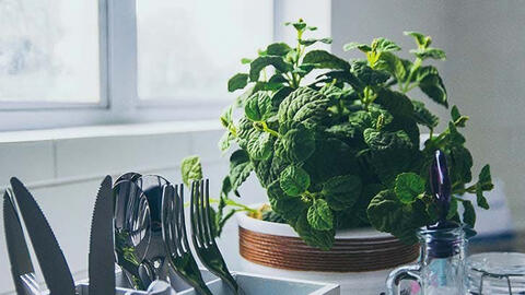 “Xanh hóa” ngôi nhà bằng những loại cây chữa bệnh dễ trồng