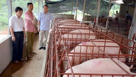 Giá heo hơi 'đi ngang'