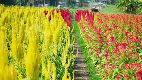 Hoa cảnh chợ Tết 2022 khan hàng, tăng giá mạnh