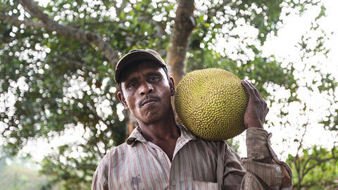 Mít có thể thay thế thịt động vật, tương đương thịt bò.