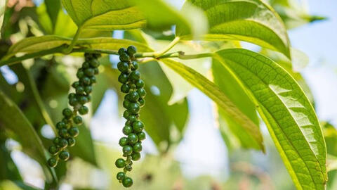 Giá tiêu đồng loạt tăng trở lại