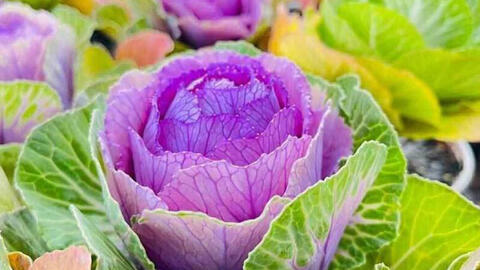 Bắp cải Trung Quốc 100 nghìn/cây được dân tình mua về để trang trí ngày Tết