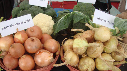 7 loại rau củ quả dễ nhầm lẫn giữa hàngTrung Quốc và Đà Lạt