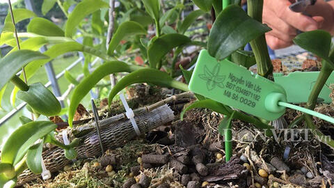 Dân chơi lan lao đao vì bị lừa mua lan phi điệp đột biến giả