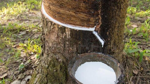 Tồn kho cao su Trung Quốc tăng trở lại