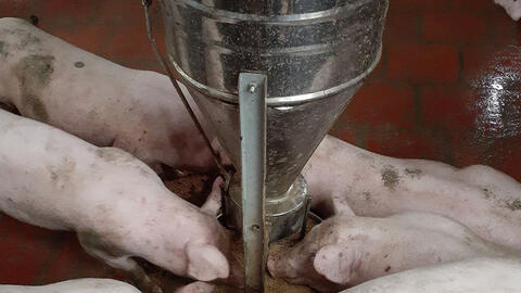 Người nuôi heo phía Nam kêu gọi nhau không bán chạy