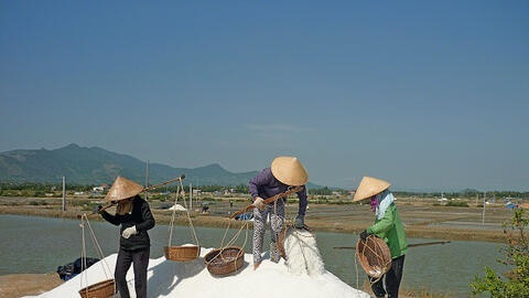 Muối được mùa nhưng... mất giá