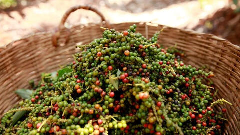 Giá tiêu trong nước tăng 500 đồng/kg, tiêu thế giới giữ ở mức cao