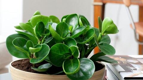 Người mệnh Mộc nên chưng cây phong thủy nào trên bàn làm việc?