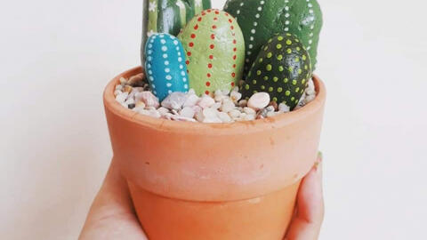 Tự trồng xương rồng bất tử, nắng gắt vẫn vô tư khoe sắc