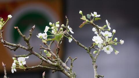 Hoa lê trắng tiền triệu ngập tràn đường phố Hà Nội sau Tết