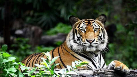 Ngày khai trương đẹp nhất năm 2022 cho tuổi Nhâm Dần 1962