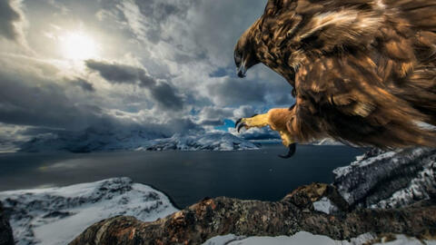 19 khoảnh khắc tự nhiên đẹp nhất năm (P2): Con đại bàng ngắm cảnh đẹp nghẹt thở