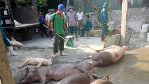 Vacxin dịch tả heo châu Phi do Việt Nam sản xuất mới chỉ thử nghiệm bước đầu