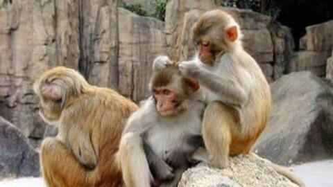 Xem tuổi xông đất 2022 cho gia chủ tuổi Nhâm Thân 1992