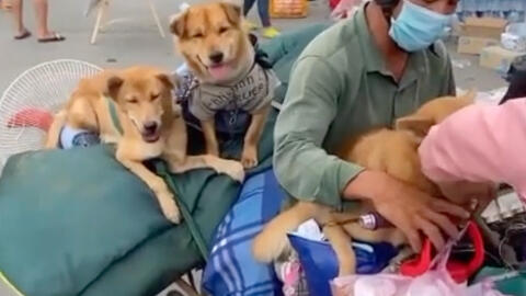 Cà Mau yêu cầu báo cáo vụ tiêu hủy 13 con chó của người về quê