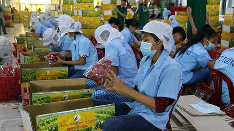 Xuất khẩu rau quả 2 tháng đầu năm 2022 giảm