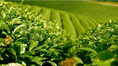 Xuất khẩu chè thu về 113 triệu USD