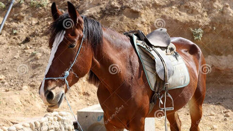 Lần đầu tiên phát hiện ngựa tại Israel nhiễm một chủng virus corona