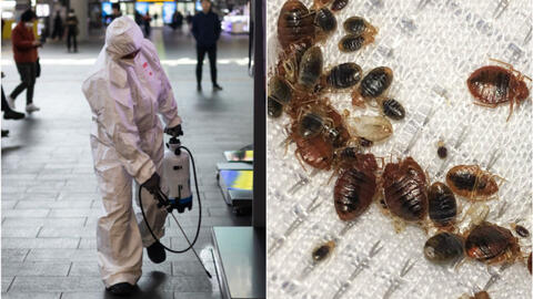 Rệp hút máu lan rộng và "càn quét" khắp châu Á: Xuất hiện khắp nơi gây ám ảnh, thuốc diệt bán nhiều gấp 172 lần vẫn không đủ