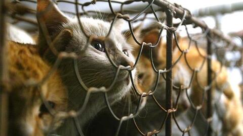 Báo động mua bán mèo bất hợp pháp để làm dầu cù là, viên nang, gel và rượu