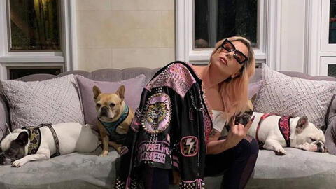 Lady Gaga treo thưởng nửa triệu đô tìm 2 chú chó cưng bị bắt trộm