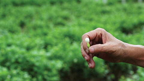 Tâm Ngọc, thảo dược từ tâm