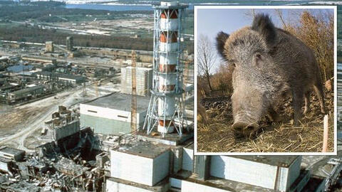 Thảm họa hạt nhân Chernobyl: Vì sao lợn rừng tại Tây Âu vẫn nhiễm phóng xạ sau 37 năm?