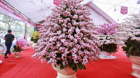 Rộn ràng thị trường lan hồ điệp ngày cận Tết Nguyên Đán