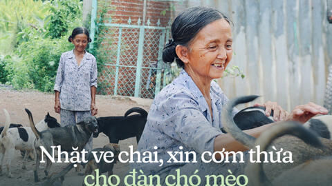 Chuyện bà Tuyết ve chai 26 năm nuôi đàn chó mèo bị bỏ rơi ở TP.HCM: "Đau lòng khi bị trộm bắt đem bán…"