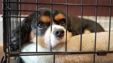 Từ ngày 20/4, phạt đến 3 triệu đồng đối với hành vi đánh đập, hành hạ vật nuôi