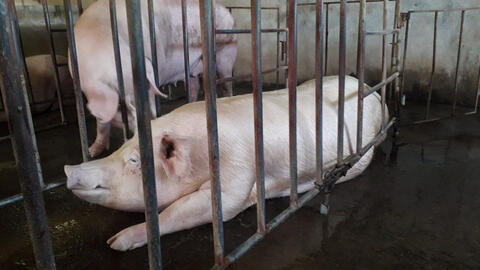 Giá heo hơi một số khu vực tại miền Tây xuống dưới 60.000 đồng/kg