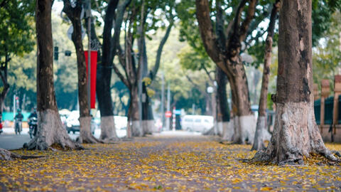 Hà Nội đẹp mơ màng trong mùa lá sấu bay