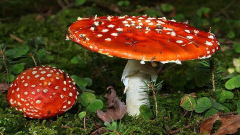 Nấm, cá hồng, rau rừng… bị cảnh báo gây ngộ độc