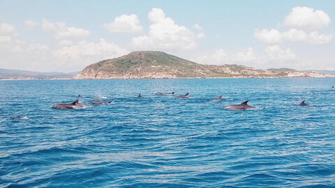 Hơn 200 con cá heo "nhảy múa" ở biển Phú Yên khiến cư dân mạng thích thú