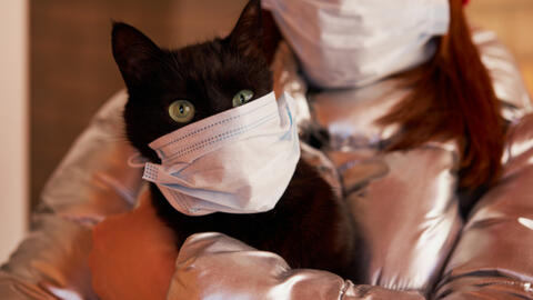 Những vật nuôi đầu tiên có biểu hiện viêm cơ tim sau khi mắc Covid-19