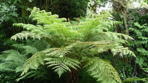 Thực hư về việc người phụ nữ sống sót sau 7 ngày rơi xuống vực ở Yên Tử và ăn lá dương xỉ để sống