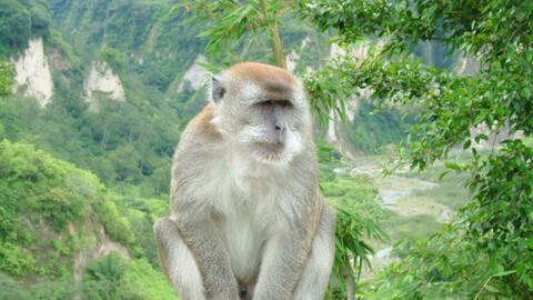 Đại dịch virus đậu mùa khỉ liệu có trở thành đại dịch tiếp theo sau Covid-19?