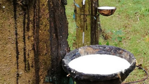 Nhu cầu nhập cao su từ Việt Nam của Ấn Độ đang rất lớn