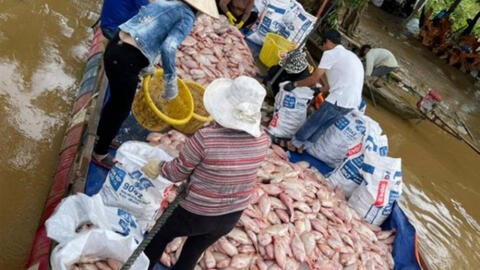 Hàng trăm tấn cá lồng bè chết trương phình trên sông Đồng Nai