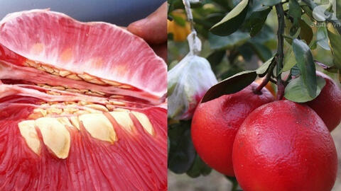 Bưởi đỏ Luận Văn vào mùa Tết