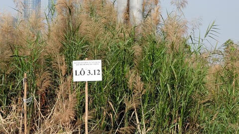 2 doanh nghiệp bỏ cọc đất Thủ Thiêm: Khi nào đấu giá lại?