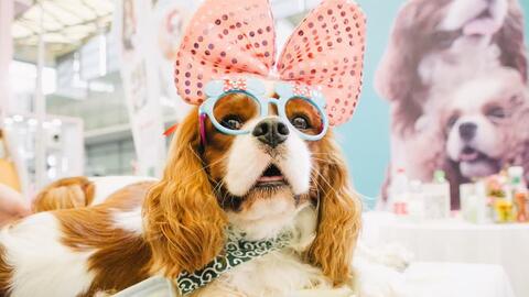 Trung Quốc chi tiêu 29 tỷ USD cho thú cưng, khi tỷ lệ sinh chạm đáy 60 năm