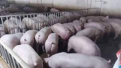 Giá heo hơi nhiều dấu hiệu tăng